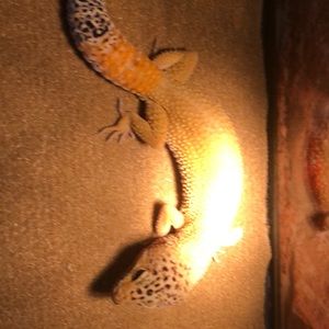 Meet your Posher, Conlee